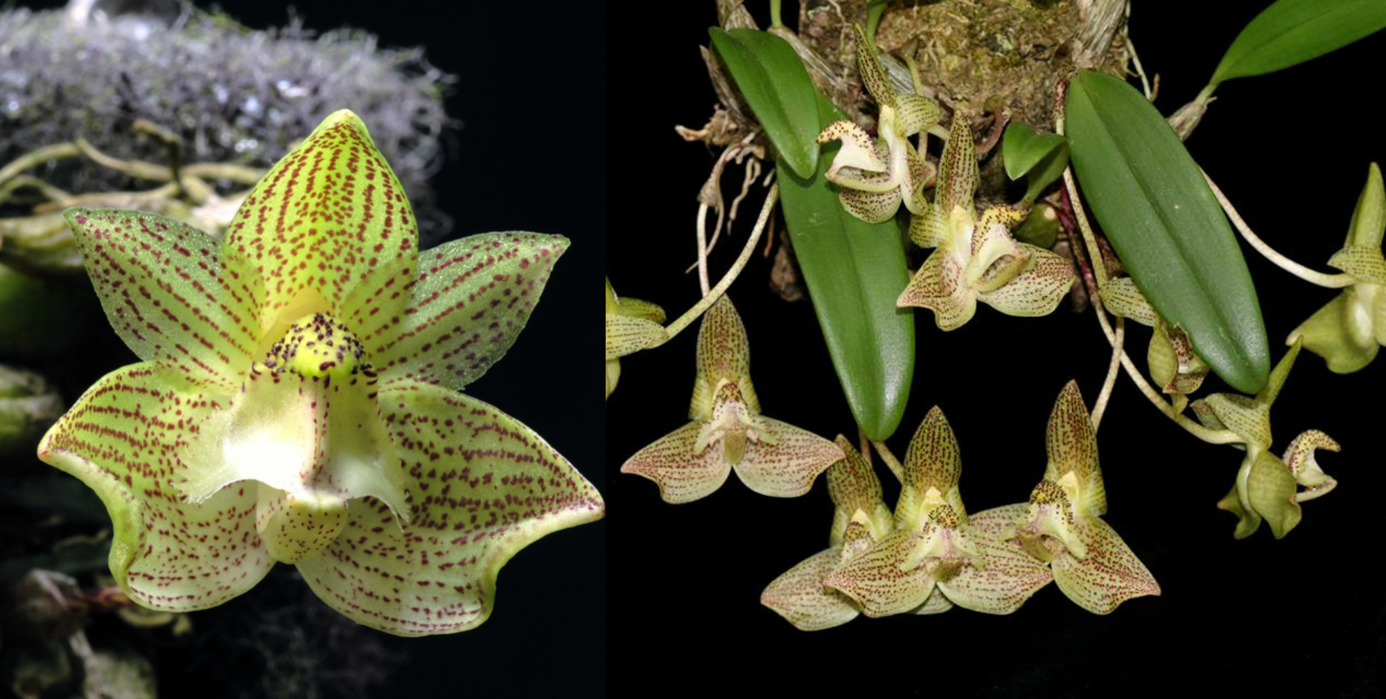 Bulbophyllum pectinatum