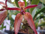 Bulbophyllum Meen Kingdom (lasiochilum x mandibulare)