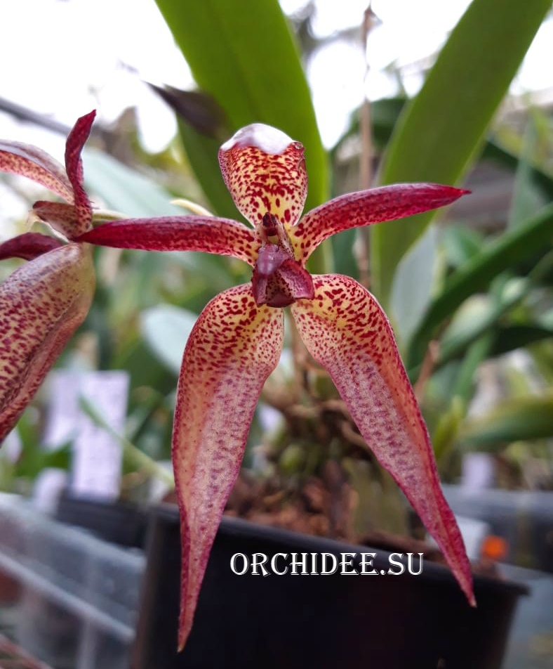 Bulbophyllum Meen Kingdom (lasiochilum x mandibulare)