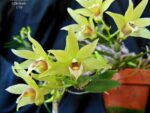Dendrobium officinale