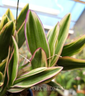 Dendrobium phalaenopsis 'Mini Variegata'