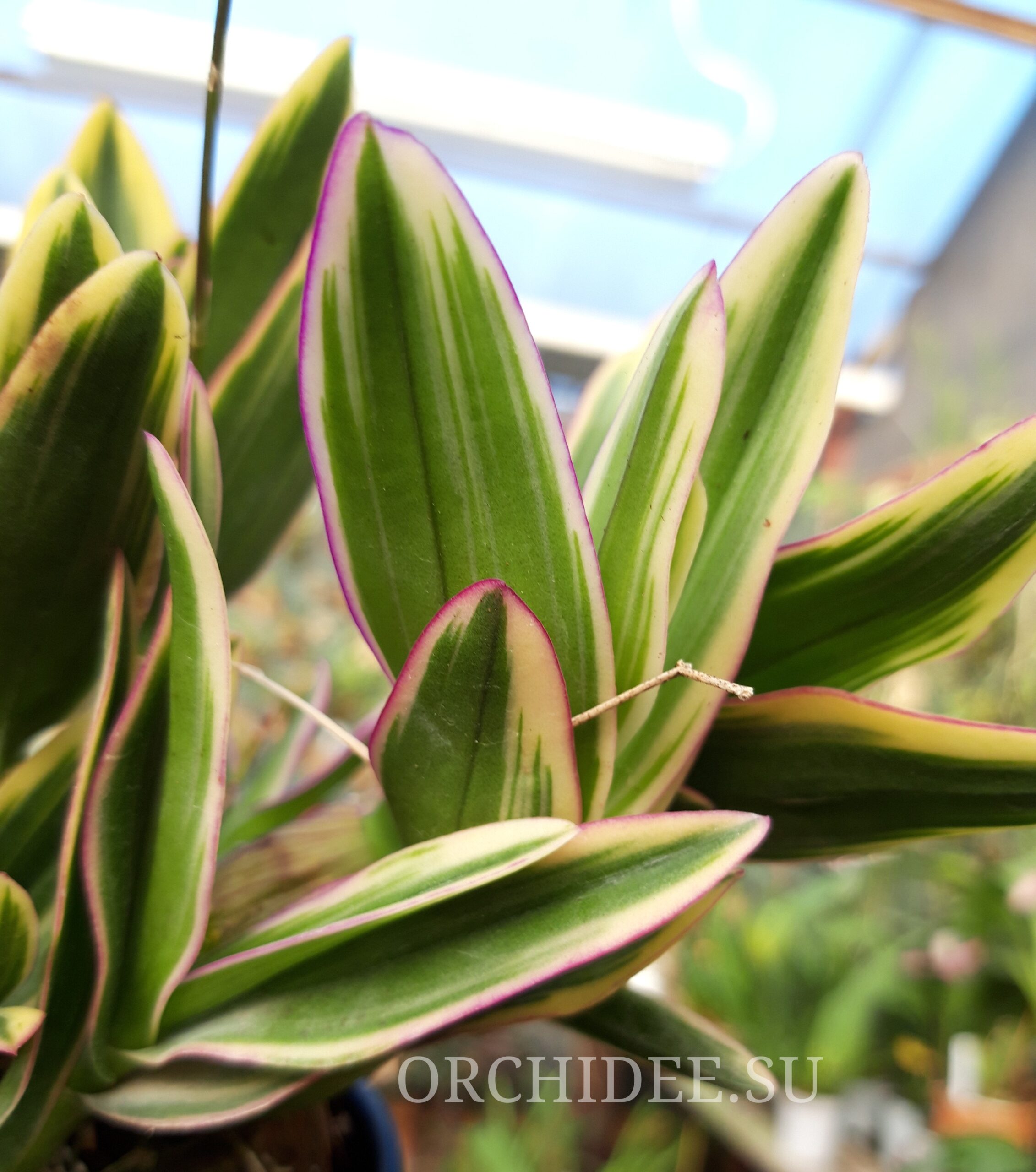 Dendrobium phalaenopsis 'Mini Variegata'
