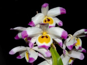 Dendrobium wardianum