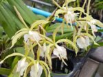 Epidendrum ciliare hybrid