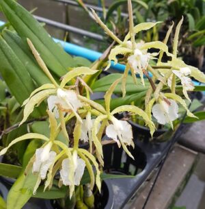 Epidendrum ciliare hybrid