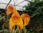 Masdevallia hybrid 01