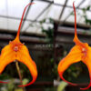 Masdevallia hybrid 02