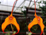 Masdevallia hybrid 02