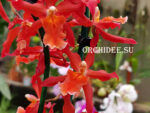 Burrageara Stefan Isler x Oncidium schroederianum