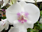 Phalaenopsis PH 277 Big Lip