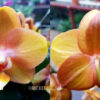 Phalaenopsis PH 280 Las Vegas