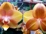 Phalaenopsis PH 280 Las Vegas
