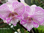 Phalaenopsis PH 278 Big Lip Champion Royal Masque