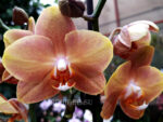 Phalaenopsis PH 279 Brion
