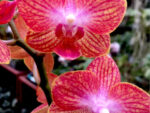 Phalaenopsis PHM 151
