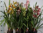 Cymbidium mix