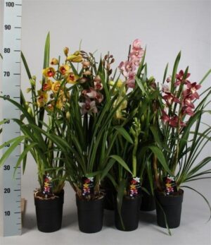 Cymbidium mix