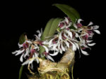 Dendrobium peguanum