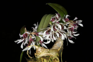 Dendrobium peguanum