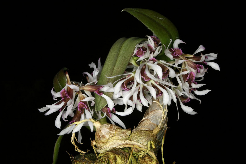 Dendrobium peguanum