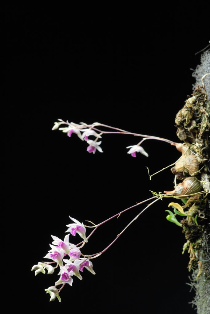Dendrobium elliotianum