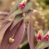 Lepanthes meniscophora