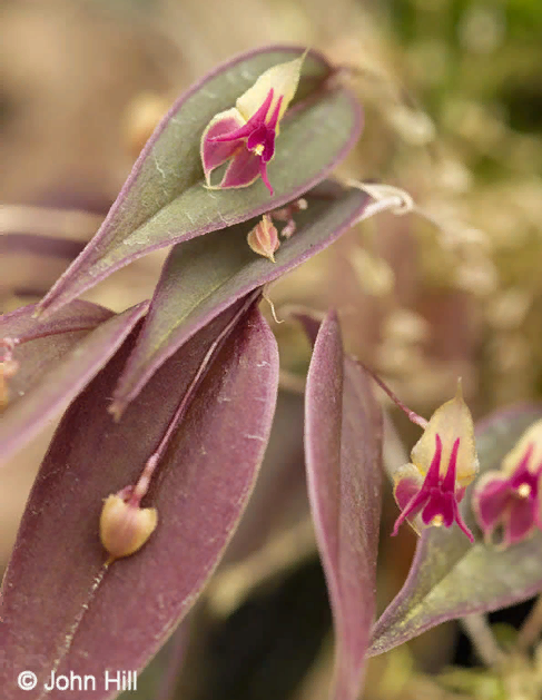 Lepanthes meniscophora