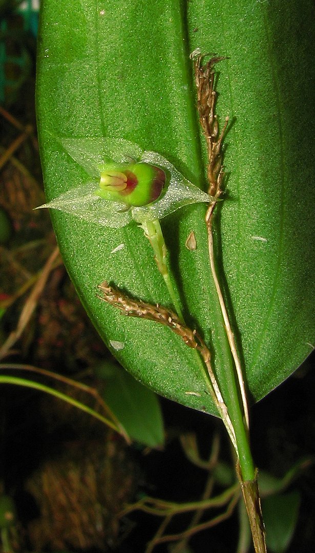 Lepanthes agglutinata