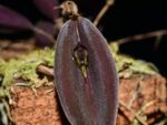 Lepanthes quasimodo