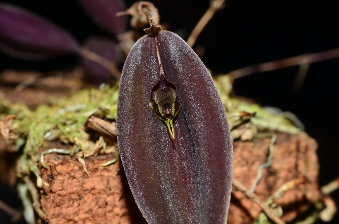 Lepanthes quasimodo