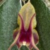 lepanthesmeniscophora