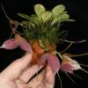 Masdevallia decumana