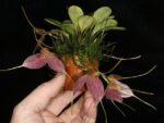 Masdevallia decumana