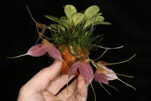 Masdevallia decumana