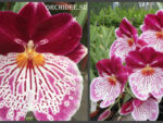 Miltoniopsis Breathless 'Brilliant'