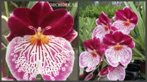 Miltoniopsis Breathless 'Brilliant'