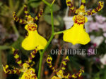 Oncidium hybrid 020