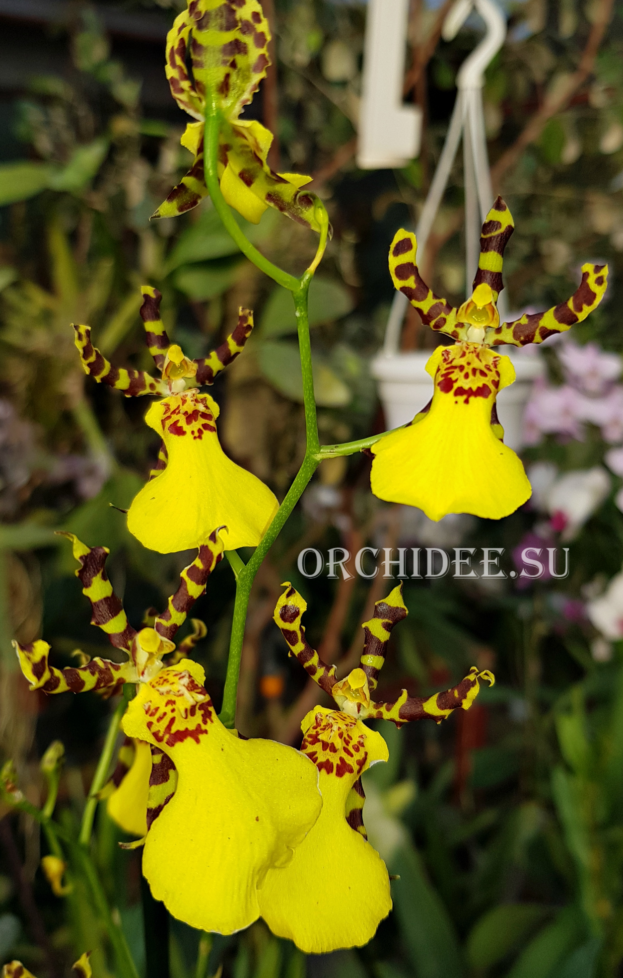 Oncidium hybrid 020