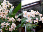 Oncidium Tiny Twinkle 'White-Light Pink'
