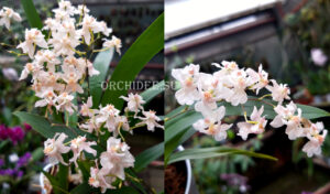 Oncidium Tiny Twinkle 'White-Light Pink'