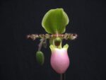 Paphiopedilum Pinocchio
