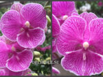 Phalaenopsis PH 283 Big Lip