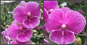 Phalaenopsis PH 283 Big Lip