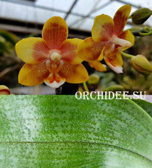 Phalaenopsis PHM 152 aroma