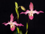 Phragmipedium Dagmar Elisabeth
