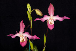 Phragmipedium Dagmar Elisabeth