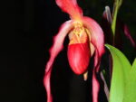 Phragmipedium Super Rubies