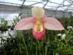 Phragmipedium Cape Sunset