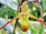 Phragmipedium 'Sorcerer's Apprentice'