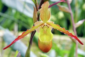 Phragmipedium 'Sorcerer's Apprentice'